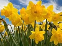 500g-50kg KING ALFRED TRUMPET DAFFODIL BULBS VIVID YELLOW GARDEN SPRING PERENNIAL