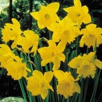 500g-50kg KING ALFRED TRUMPET DAFFODIL BULBS VIVID YELLOW GARDEN SPRING PERENNIAL