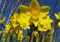 500g-50kg KING ALFRED TRUMPET DAFFODIL BULBS VIVID YELLOW GARDEN SPRING PERENNIAL