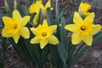 500g-50kg KING ALFRED TRUMPET DAFFODIL BULBS VIVID YELLOW GARDEN SPRING PERENNIAL