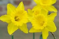 500g-50kg KING ALFRED TRUMPET DAFFODIL BULBS VIVID YELLOW GARDEN SPRING PERENNIAL