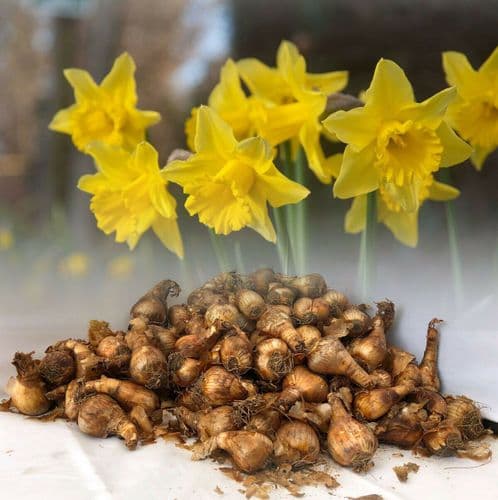 500g-50kg TAMARA TRUMPET DAFFODIL BULBS YELLOW SPRING GARDEN PERENNIAL