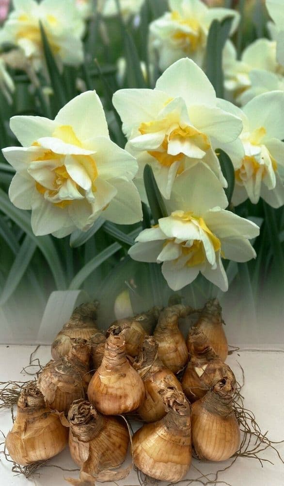500g-50kg WHITE LION DOUBLE DAFFODIL/NARCISSI BULBS HARDY SPRING GARDEN PERENNIAL