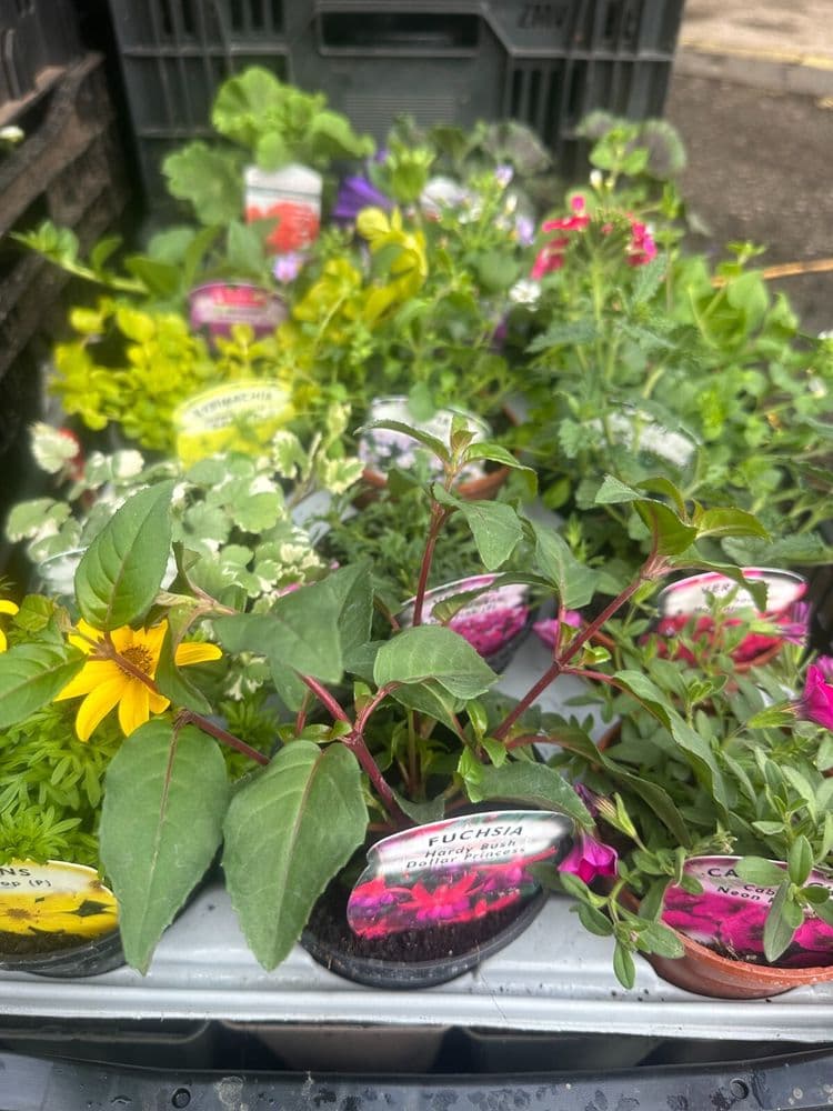 6 MIXED HANGING BASKET, PATIO POT PLANTS, 9CM POTS MIXED VARIETIES, EASY TO GROW