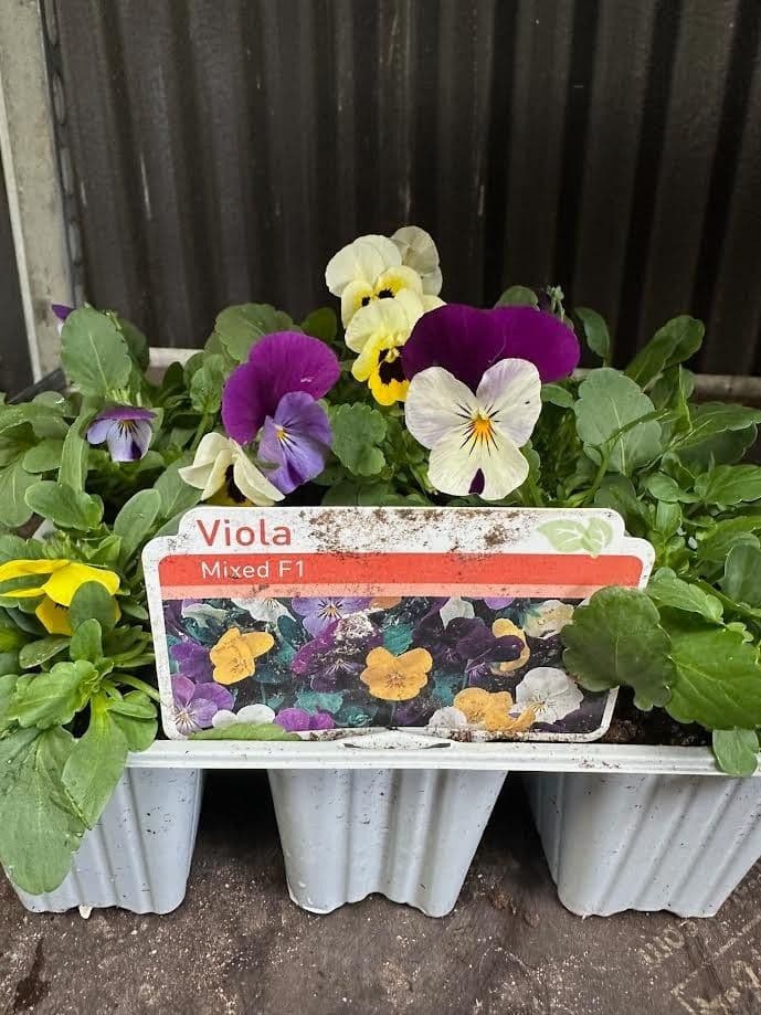 6 pack mixed viola plants