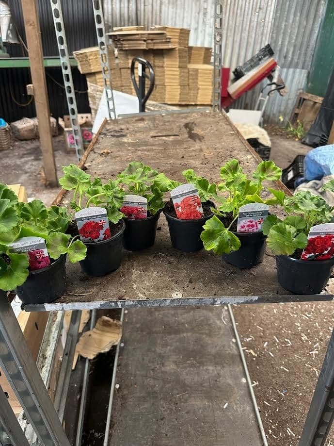 6 Zonal geraniums mixed colours in 10 cm pots