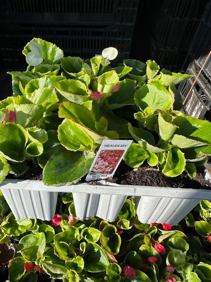 9 pack bedding begonia mixed colors