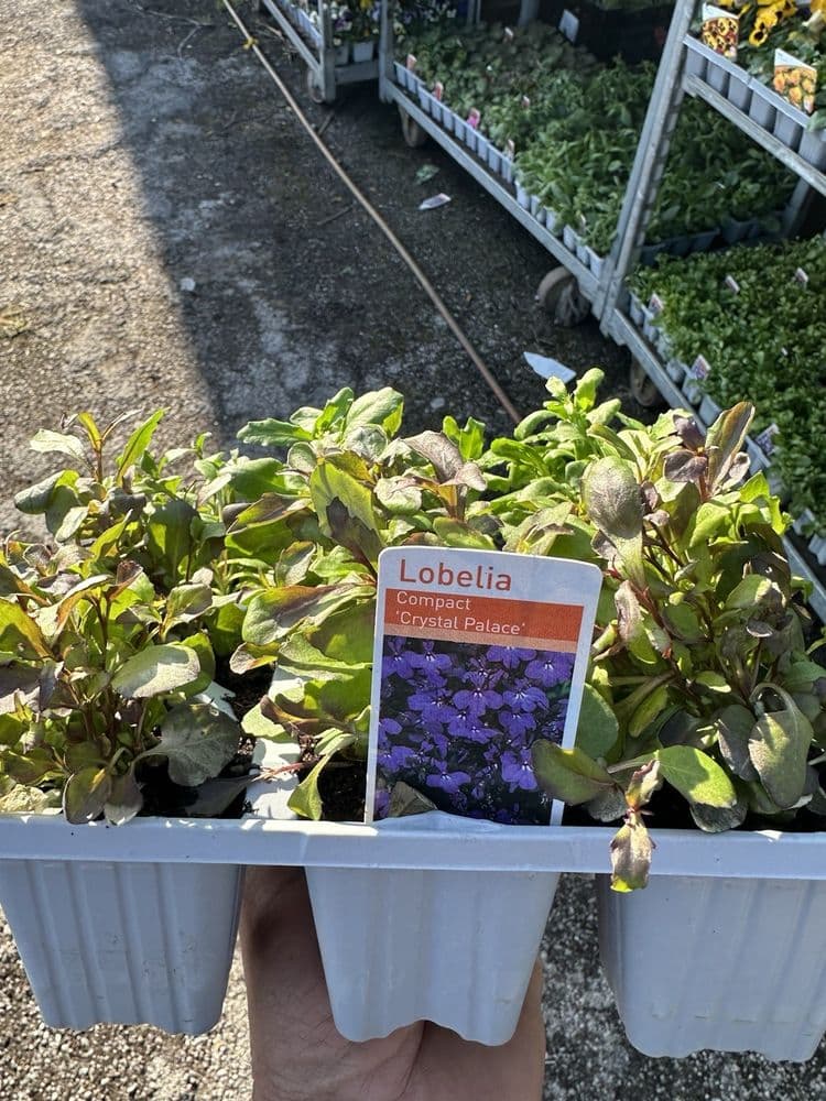 9 Pack Bush Dark Blue Lobelia