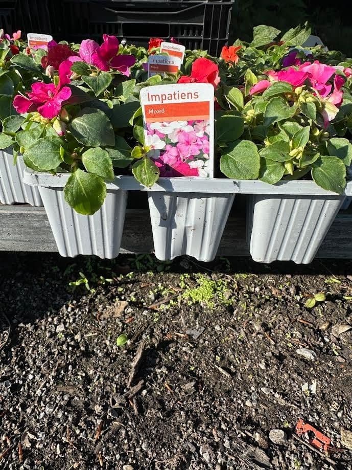 9 pack busy lizzie impatiens mixed colors