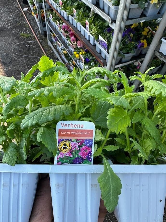 9 pack mixed color upright verbena