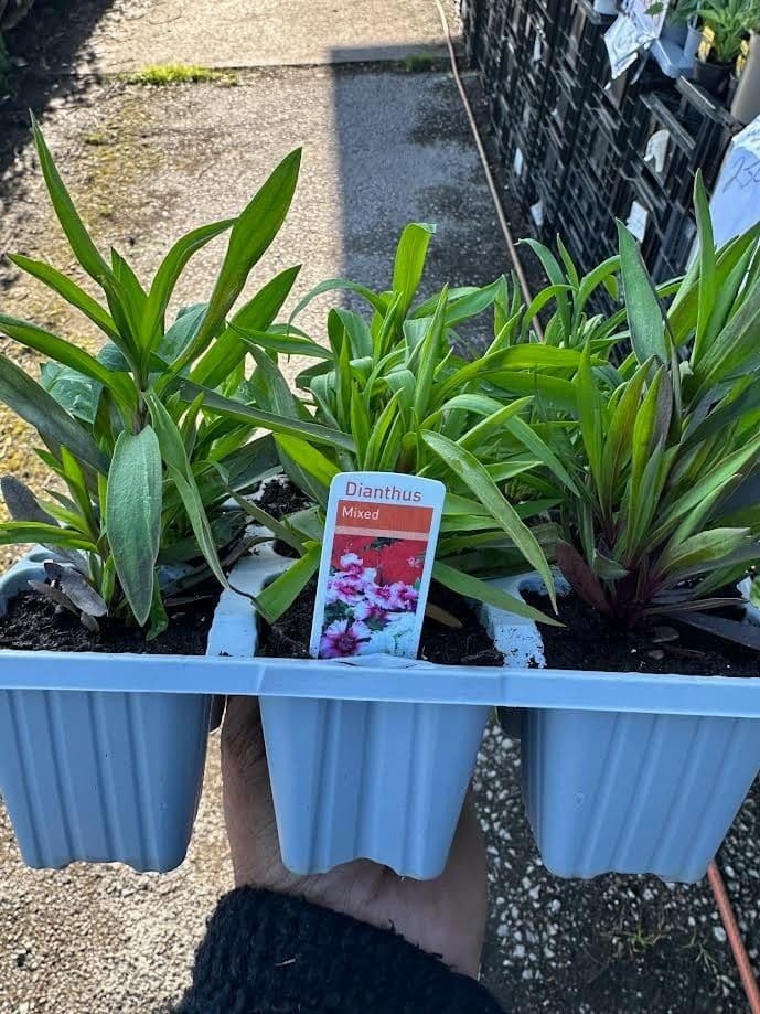 9 pack mixed dianthus