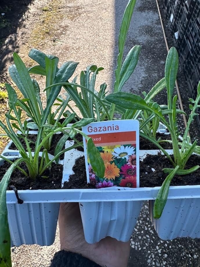 9 pack mixed gazania