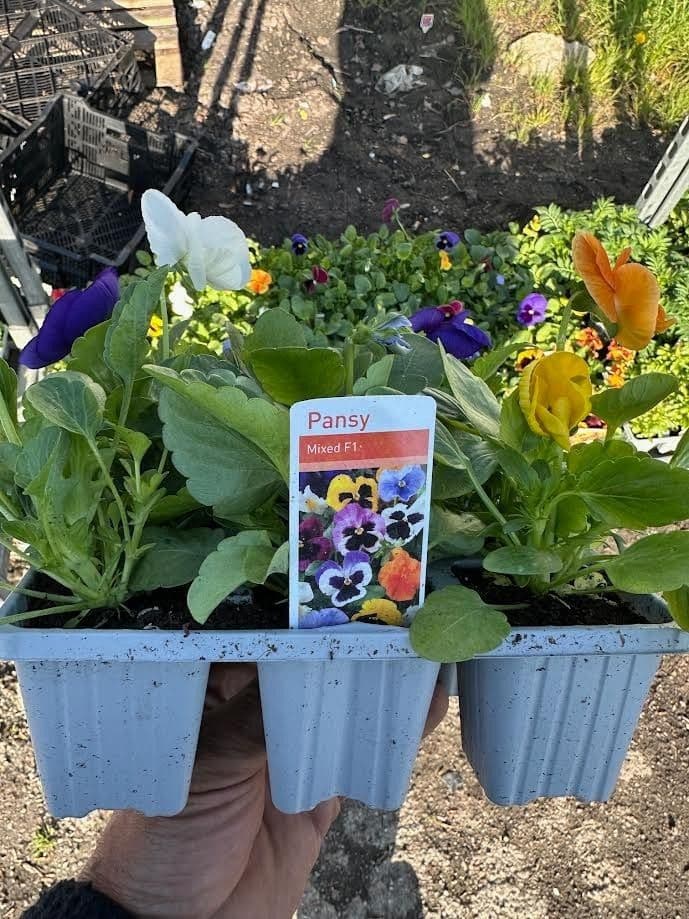 9 pack mixed pansy