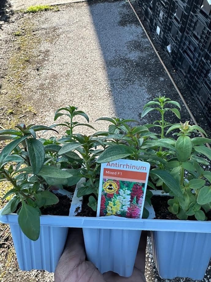 9 pack mixed snap dragen antirrhinum