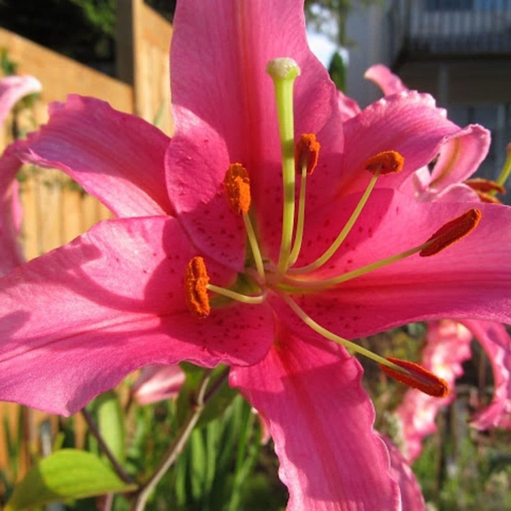 ACAPULCO Oriental Lily