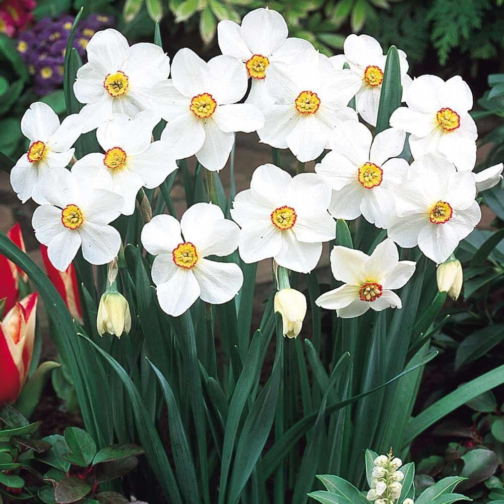 ACTAEA NARCISSUS POETICUS