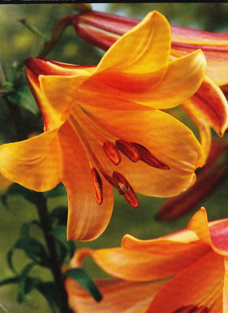 AFRICAN QUEEN TRUMPET LILY
