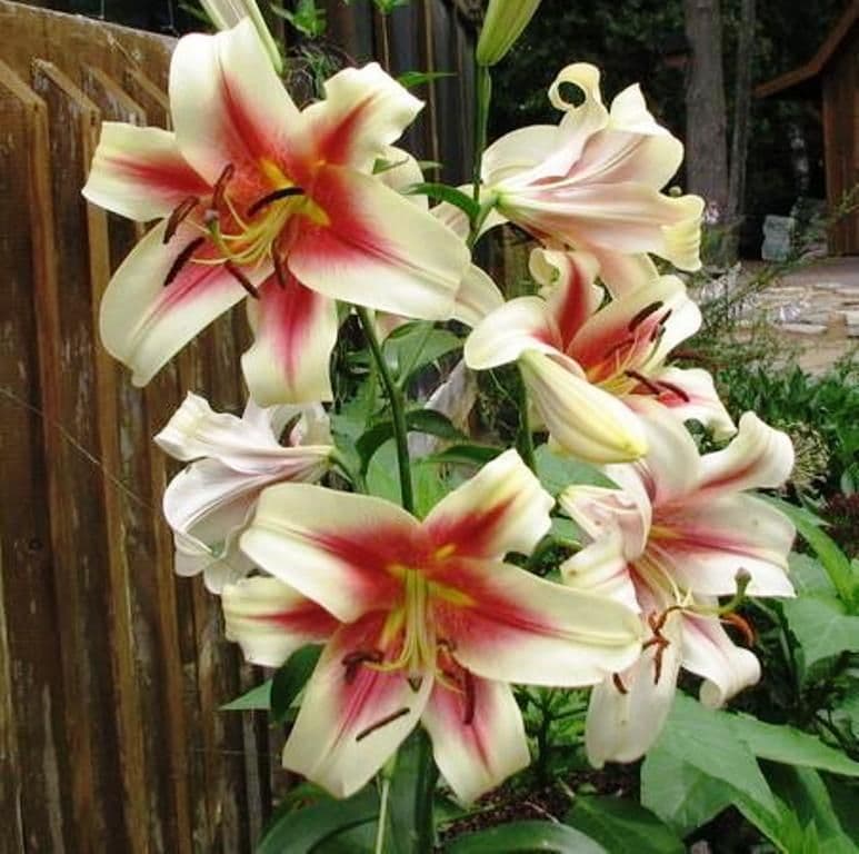 ALBANY Oriental Lily