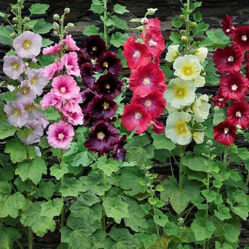 ALCEA ROSEA HOLLYHOCKS MIXED