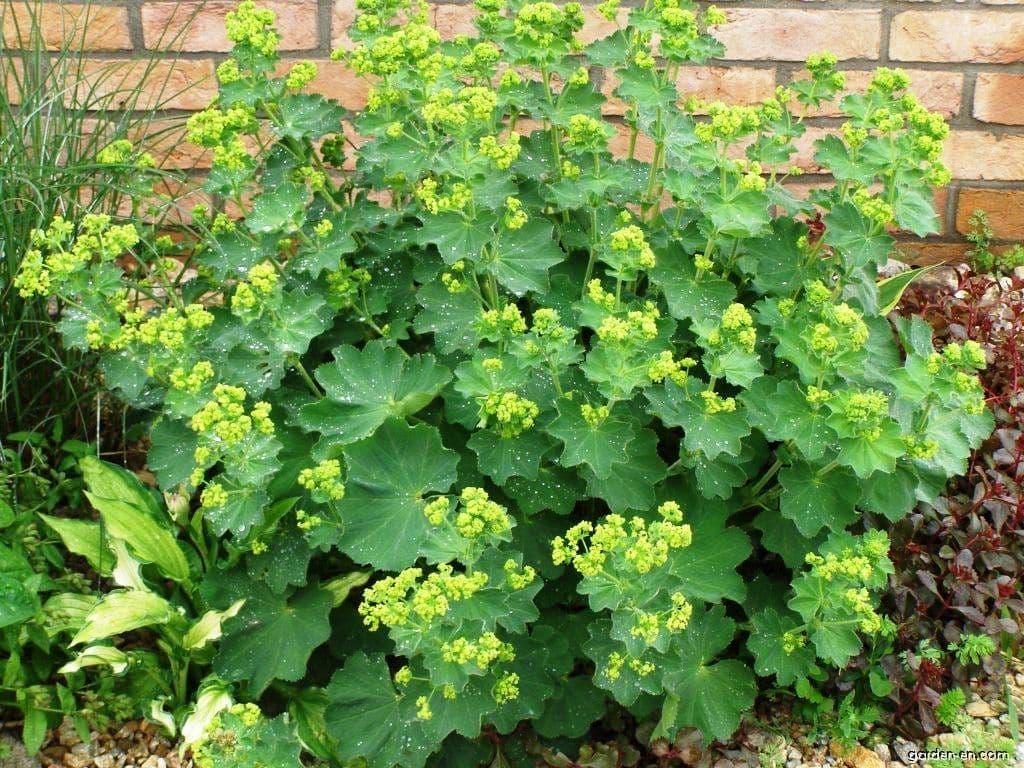 ALCHEMILLA MOLLIS LADY S MANTLE alchemilla-mollis-lady-s-mantle