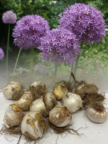 Allium Bulbs - Aflatunense
