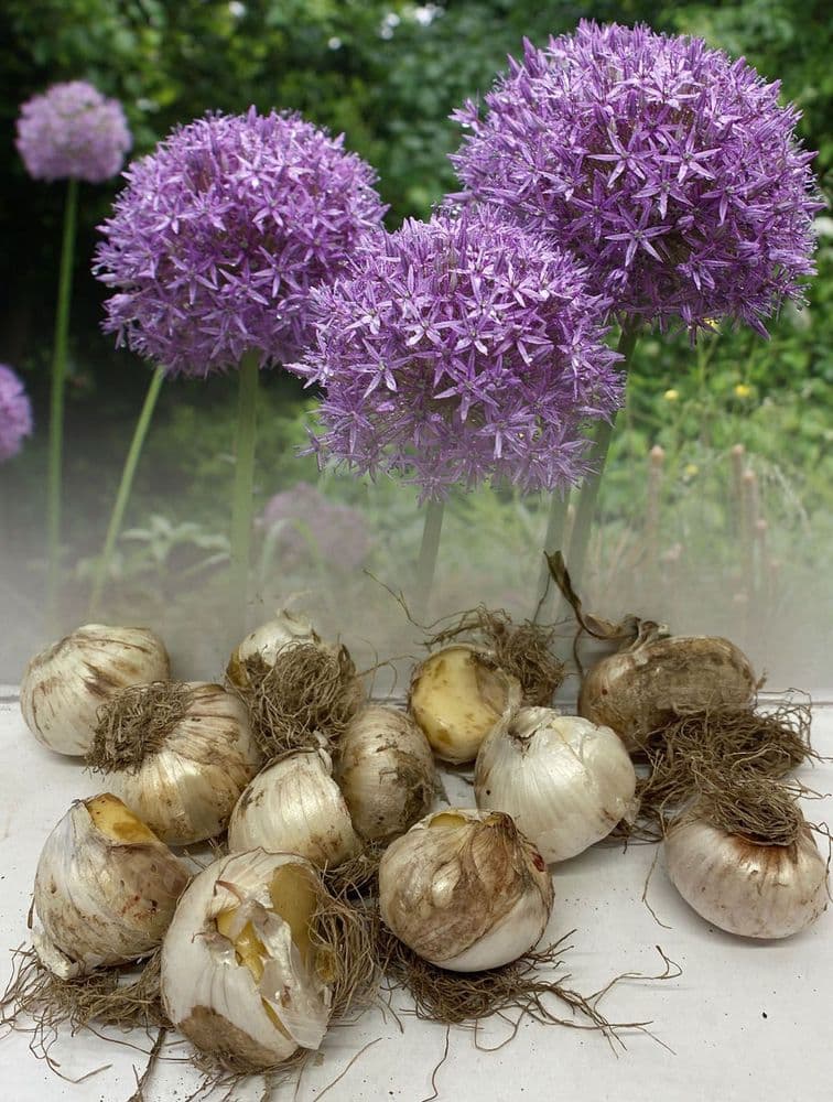 Allium Bulbs - Aflatunense