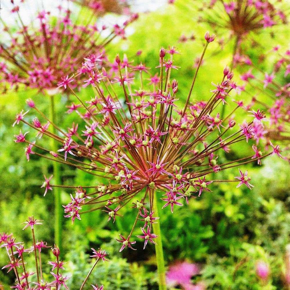 Allium Bulbs - Allium spider
