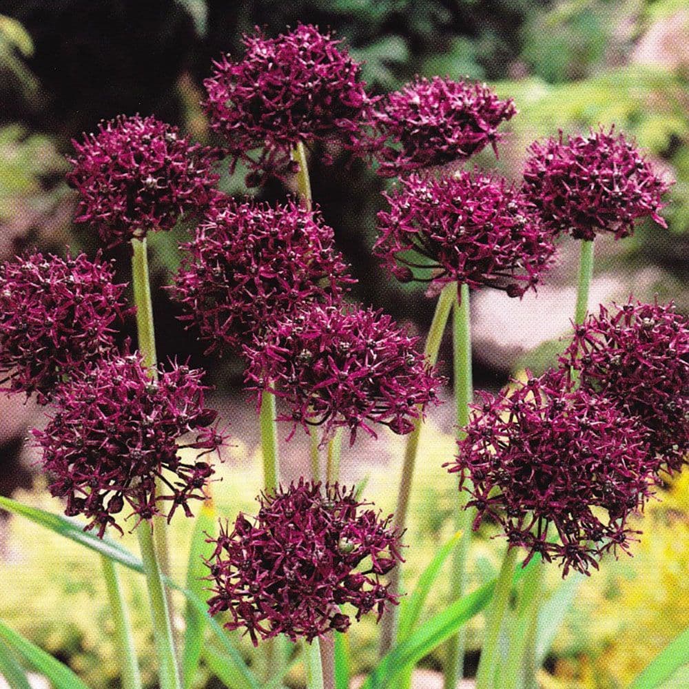 Allium Bulbs - Atropurpureum