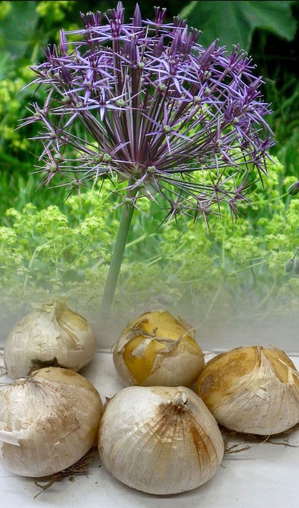 Allium Bulbs - Christophii