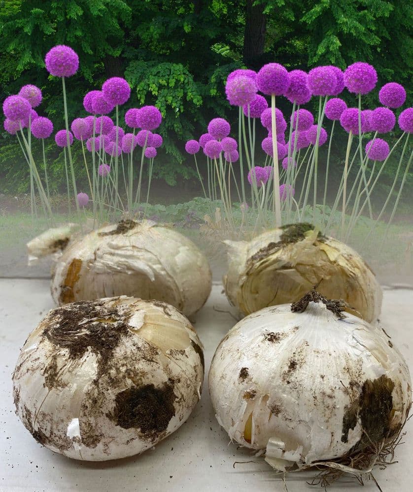 Allium Bulbs - Gigantium