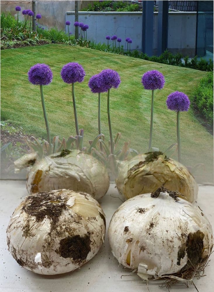 Allium Bulbs - Gladiator