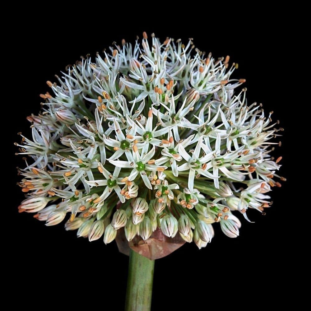 Allium Bulbs - Karataviense