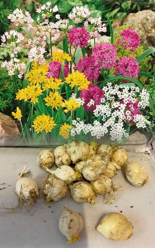 Allium Bulbs - Miniature Mix