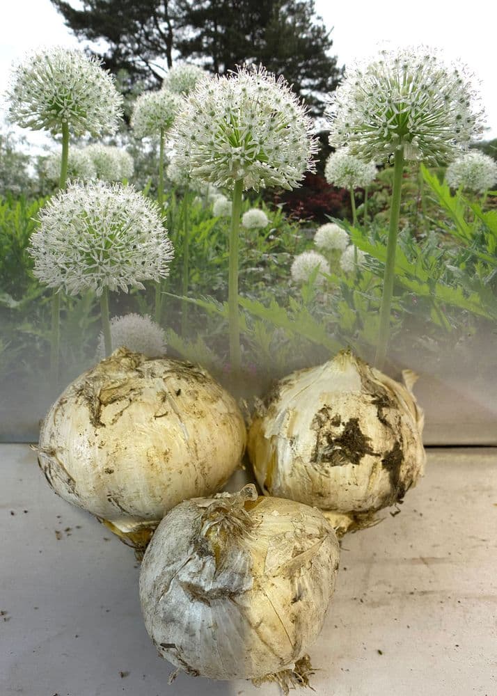 Allium Bulbs - MOUNT EVEREST