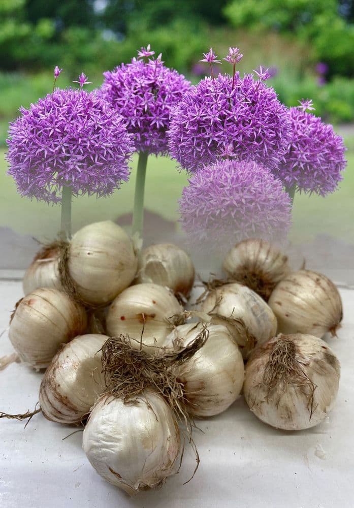 Allium Bulbs - Purple Sensation