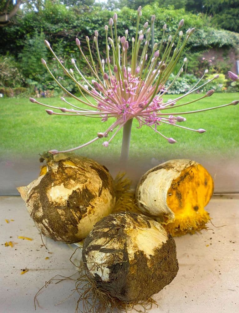 Allium Bulbs - Schubertii