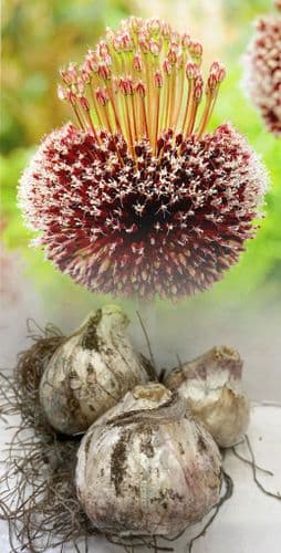Allium Forelock Bulbs