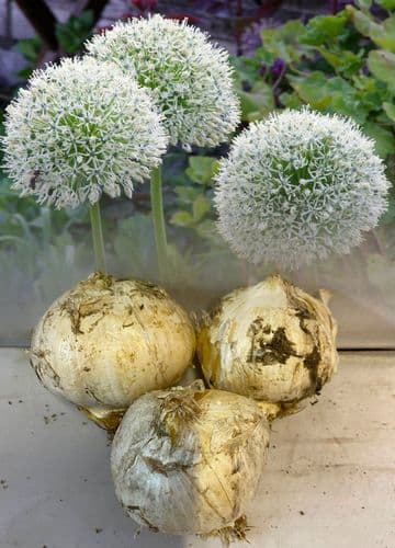 Allium Mont Blanc Bulbs