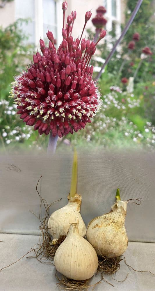 ALLIUM RED MOHICAN