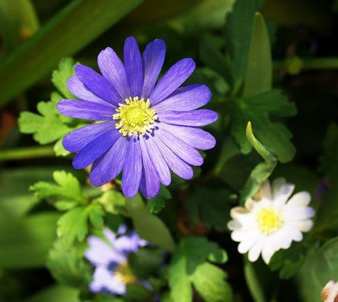 Anemone Blanda - Blue Shades