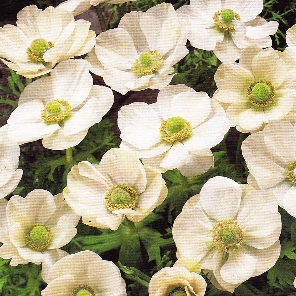 Anemone Blanda De Caen- The Bride