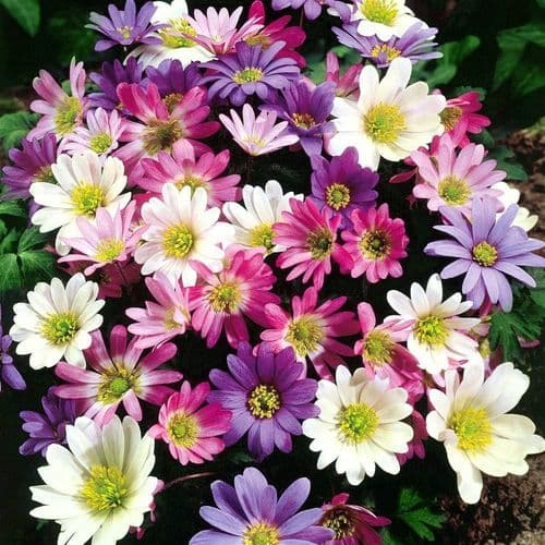 Anemone Blanda - Mixed