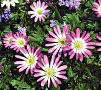 Anemone Blanda-Pink Star