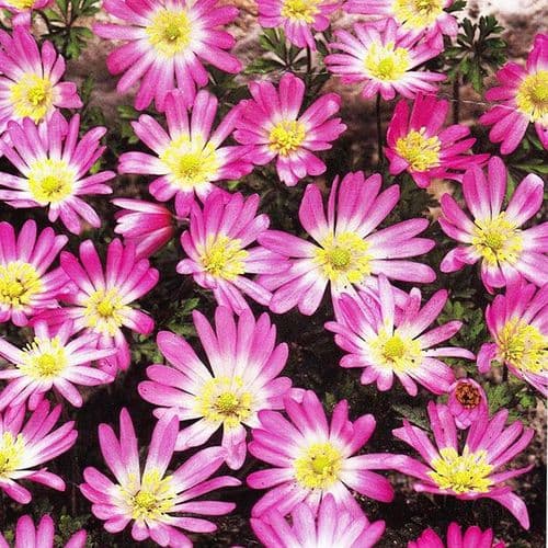 Anemone Blanda-Pink Star