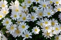 Anemone Blanda-White Splendour