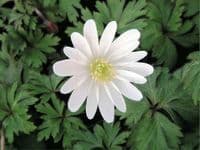 Anemone Blanda-White Splendour