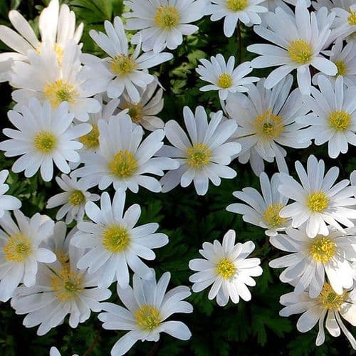 Anemone Blanda (Windflower) White Splendour
