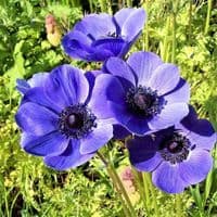 ANEMONE BLUE & WHITE MIX (DE CAEN) BULBS IDEAL FOR ROCKERY BORDERS & TUBS