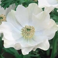 ANEMONE BLUE & WHITE MIX (DE CAEN) BULBS IDEAL FOR ROCKERY BORDERS & TUBS