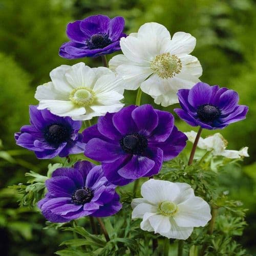 ANEMONE BLUE & WHITE MIX (DE CAEN) BULBS IDEAL FOR ROCKERY BORDERS & TUBS